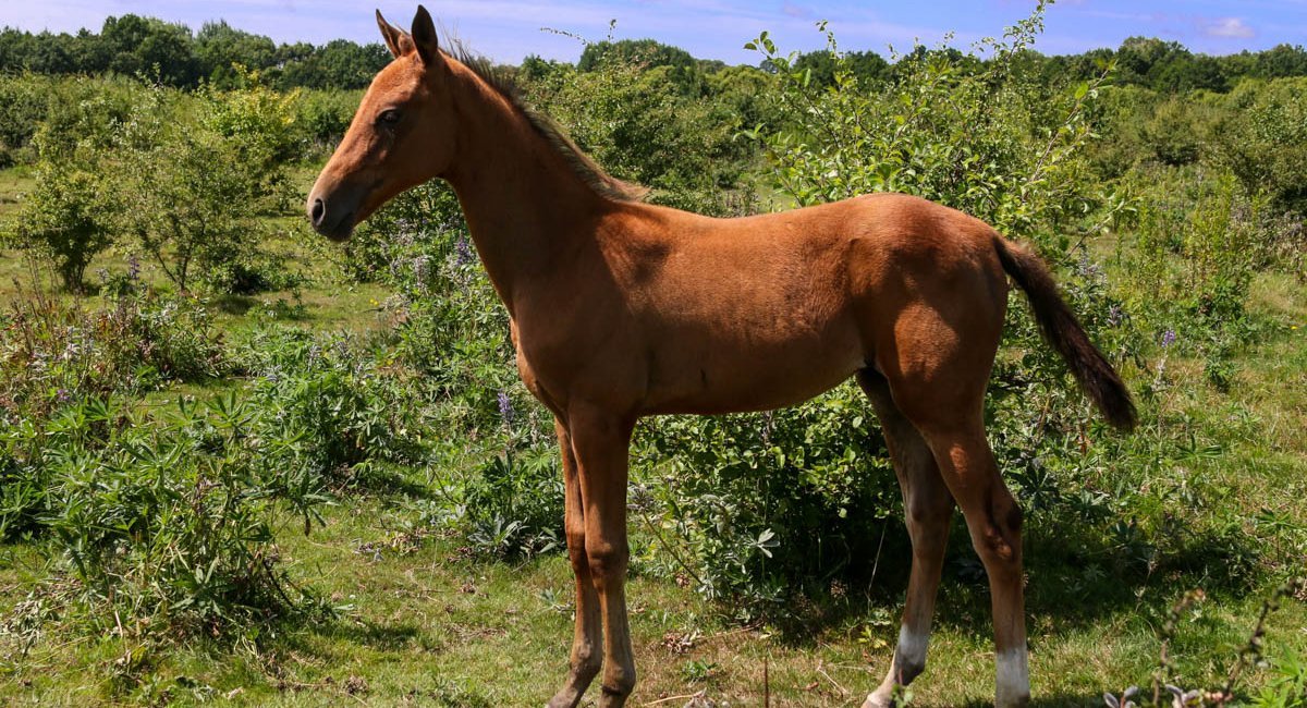 <span style="font-weight: bold; font-style: italic;">МОЛОДНЯК</span>